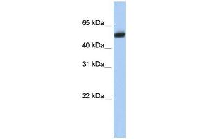 CYP4B1 antibody used at 1 ug/ml to detect target protein.