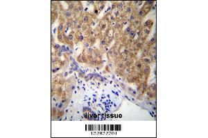 MUC15 Antibody immunohistochemistry analysis in formalin fixed and paraffin embedded human liver tissue followed by peroxidase conjugation of the secondary antibody and DAB staining. (MUC15 抗体  (C-Term))