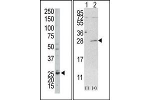 Image no. 1 for anti-Adenylate Kinase 4 (AK4) (C-Term) antibody (ABIN360619) (AK4 抗体  (C-Term))