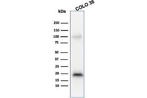Western Blot Analysis of COLO38 cell lysate using Melan-A MAb (M2-9E3). (MLANA 抗体)