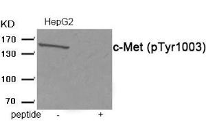 Western blot analysis of extracts from HepG2 tissue using c-Met (Phospho-Tyr1003) antibody. (c-MET 抗体  (pTyr1003))