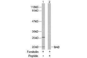 Image no. 2 for anti-BCL2-Associated Agonist of Cell Death (BAD) (Ser136) antibody (ABIN197210) (BAD 抗体  (Ser136))