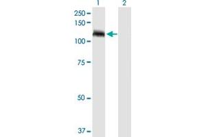 Western Blot analysis of TUBGCP5 expression in transfected 293T cell line by TUBGCP5 MaxPab polyclonal antibody. (TUBGCP5 抗体  (AA 1-1024))