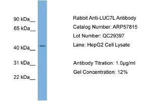 WB Suggested Anti-LUC7L  Antibody Titration: 0. (LUC7L 抗体  (N-Term))