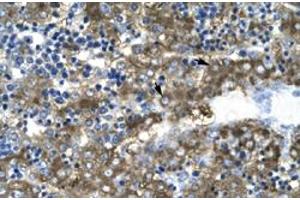 Immunohistochemical staining (Formalin-fixed paraffin-embedded sections) of human liver with GATA2 polyclonal antibody  at 4-8 ug/mL working concentration. (GATA2 抗体  (N-Term))