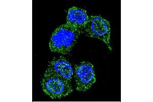 Confocal immunofluorescent analysis of PK8 Antibody (C-term) (ABIN391724 and ABIN2841613) with HepG2 cell followed by Alexa Fluor 488-conjugated goat anti-rabbit lgG (green). (JNK 抗体  (C-Term))
