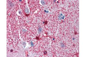 Anti-ENO1 antibody IHC of human brain, cortex. (ENO1 抗体  (AA 246-295))