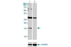 Western blot analysis of ID2 over-expressed 293 cell line, cotransfected with ID2 Validated Chimera RNAi (Lane 2) or non-transfected control (Lane 1). (Id2 抗体  (AA 1-134))