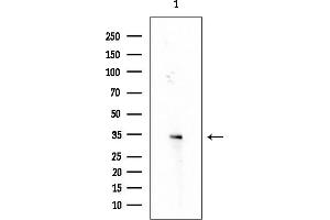 Western blot analysis of lysates from HUVEC cells, using OR4C15 Antibody at 1/1000 dilution.