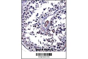 IL25 Antibody immunohistochemistry analysis in formalin fixed and paraffin embedded human testis tissue followed by peroxidase conjugation of the secondary antibody and DAB staining. (IL-25 抗体  (AA 76-104))