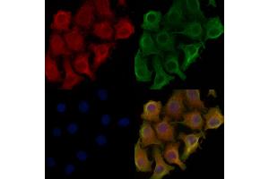 ABIN6257828 and ABIN6275878 staining Hela cells by IF/ICC. (CD300LG 抗体  (Internal Region))