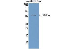 Western Blotting (WB) image for anti-Apolipoprotein H (Beta-2-Glycoprotein I) (APOH) (AA 22-345) antibody (ABIN1077828) (APOH 抗体  (AA 22-345))