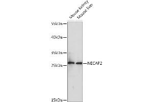 Western blot analysis of extracts of various cell lines, using NEC Rabbit pAb (ABIN7268838) at 1:1000 dilution. (NECAP2 抗体  (AA 194-263))