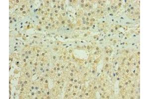 Immunohistochemistry of paraffin-embedded human adrenal gland tissue using ABIN7155979 at dilution of 1:100 (HYLS1 抗体  (AA 70-299))