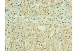 Immunohistochemistry of paraffin-embedded human adrenal gland tissue using ABIN7155979 at dilution of 1:100 (HYLS1 抗体  (AA 70-299))