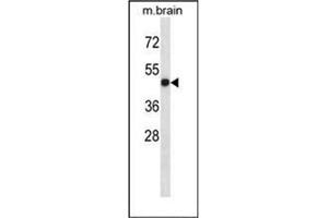 Western blot analysis of LTBR Antibody (N-term) in mouse brain tissue lysates (35ug/lane). (LTBR 抗体  (N-Term))