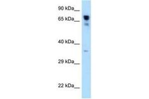 Image no. 1 for anti-Arginyl-tRNA Synthetase (RARS) (C-Term) antibody (ABIN6748012) (RARS 抗体  (C-Term))