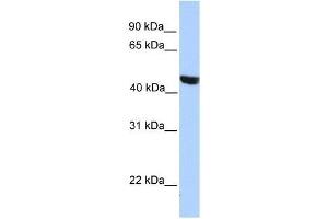 Western Blot showing MSL3L2 antibody used at a concentration of 1-2 ug/ml to detect its target protein. (MSL3L2 抗体  (Middle Region))