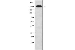Western blot analysis of CACNA1G using 293 whole cell lysates (CACNA1G 抗体  (N-Term))