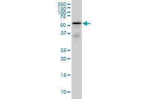 RHCG monoclonal antibody (M06), clone 5A4 Western Blot analysis of RHCG expression in PC-12 . (RHCG 抗体  (AA 418-479))