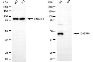 Western blotting analysis using DAZAP1 antibody (ABIN7798277).