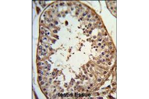 Formalin-fixed and paraffin-embedded human testis tissue reacted with ANGEL1 Antibody , which was peroxidase-conjugated to the secondary antibody, followed by DAB staining. (ANGEL1 抗体  (C-Term))