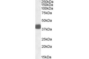 Western Blotting (WB) image for anti-F-Box Protein 32 (FBXO32) (Internal Region) antibody (ABIN2464201) (FBXO32 抗体  (Internal Region))
