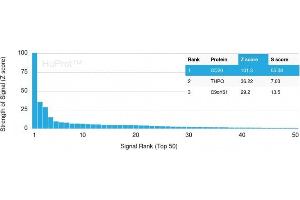 Analysis of Protein Array containing more than 19,000 full-length human proteins using CD20 Mouse Recombinant Monoclonal Antibody (MS4A1/3409). (CD20 抗体  (AA 213-297))