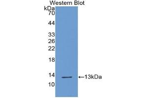 Western blot analysis of the recombinant protein. (XCL1 抗体  (AA 26-111))