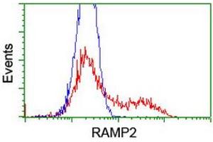 HEK293T cells transfected with either RC206531 overexpress plasmid (Red) or empty vector control plasmid (Blue) were immunostained by anti-RAMP2 antibody (ABIN2455630), and then analyzed by flow cytometry. (RAMP2 抗体)