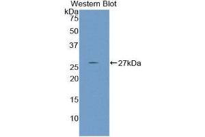 Western Blotting (WB) image for anti-Nephronectin (NPNT) (AA 49-255) antibody (ABIN1860043) (Nephronectin 抗体  (AA 49-255))
