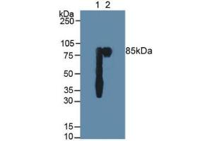 Western blot analysis of (1) Human Saliva and (2) Human Milk. (PIGR 抗体  (AA 19-120))