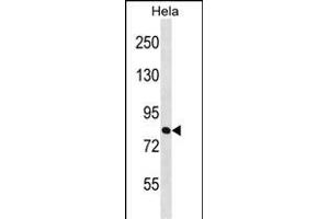 ZN Antibody (Center) (ABIN1538066 and ABIN2848974) western blot analysis in Hela cell line lysates (35 μg/lane). (ZNF131 抗体  (AA 205-233))