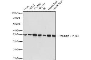 Western blot analysis of extracts of various cell lines, using Prohibitin 2 (Prohibitin 2 (PHB2)) Rabbit mAb (ABIN7269545) at 1:5000 dilution. (Prohibitin 2 抗体)