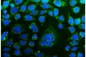IF analysis of CHCHD10 using anti-CHCHD10 antibody (ABIN7602507). (CHCHD10 抗体  (AA 80-142))
