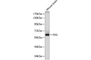 Western blot analysis of extracts of Mouse brain using TDG Polyclonal Antibody. (TDG 抗体)