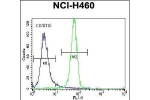 NGFB Antibody (Center) (ABIN392194 and ABIN2841899) flow cytometric analysis of NCI- cells (right histogram) compared to a negative control cell (left histogram). (NGFB 抗体  (AA 84-115))