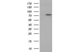 Western Blotting (WB) image for anti-Protein tyrosine Phosphatase, Receptor Type, E (PTPRE) antibody (ABIN1500507) (PTPRE 抗体)