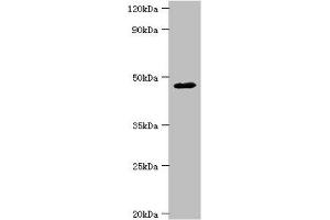 Western blot All lanes: FBXW4 antibody at 4 μg/mL + Mouse skeletal muscle tissue Secondary Goat polyclonal to rabbit IgG at 1/10000 dilution Predicted band size: 46 kDa Observed band size: 46 kDa