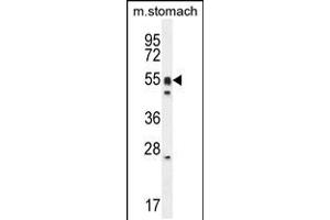 Western blot analysis in mouse stomach cell line lysates (35ug/lane). (DMRTA1 抗体  (C-Term))