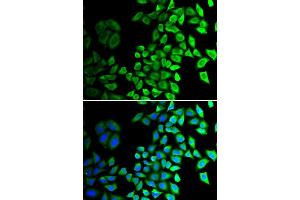 Immunofluorescence (IF) image for anti-Cell Division Cycle 45 Homolog (S. Cerevisiae) (CDC45) (AA 1-270) antibody (ABIN3022781) (CDC45 抗体  (AA 1-270))