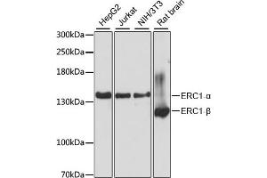 Western blot analysis of extracts of various cell lines, using ERC1 antibody (ABIN6131605, ABIN6140261, ABIN6140262 and ABIN6225026) at 1:3000 dilution. (ERC1 抗体  (AA 700-850))
