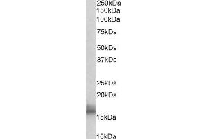 ABIN5539843 (0. (NPC2 抗体  (AA 21-33))