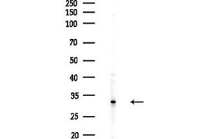 Western blot analysis of lysates from PC12 cells(LPS,4h treatment), using Rsu-1 Antibody at 1/1000 dilution.