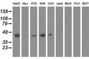 Western blot analysis of extracts (35 µg) from 9 different cell lines by using anti-CBWD1 monoclonal antibody. (CBWD1 抗体)