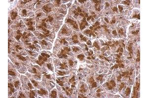 IHC-P Image BZW2 antibody detects BZW2 protein at cytosol on mouse pancreas by immunohistochemical analysis. (BZW2 抗体)