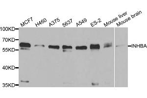 Western blot analysis of extracts of various cell lines, using INHBA antibody (ABIN5973449) at 1/1000 dilution. (INHBA 抗体)