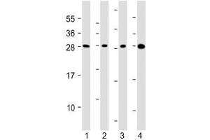 Western blot testing of human 1) HepG2, 2) U266B1, 3) HEK293 and 4) testis lysate with CLEC1B antibody at 1:2000. (C-Type Lectin Domain Family 1, Member B (CLEC1B) (AA 44-78) 抗体)