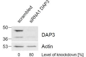 ABIN184743 (1 µg/mL) staining of HeLa lysate (control in left lane and after si-RNA-mediated DAP3 knock-down expresson in right lane) (35 µg protein in RIPA buffer). (DAP3 抗体  (C-Term))