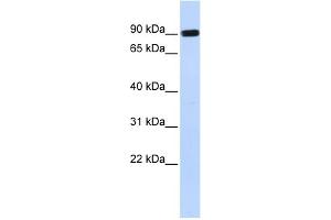 WB Suggested Anti-HECTD2 Antibody Titration:  0. (HECTD2 抗体  (Middle Region))